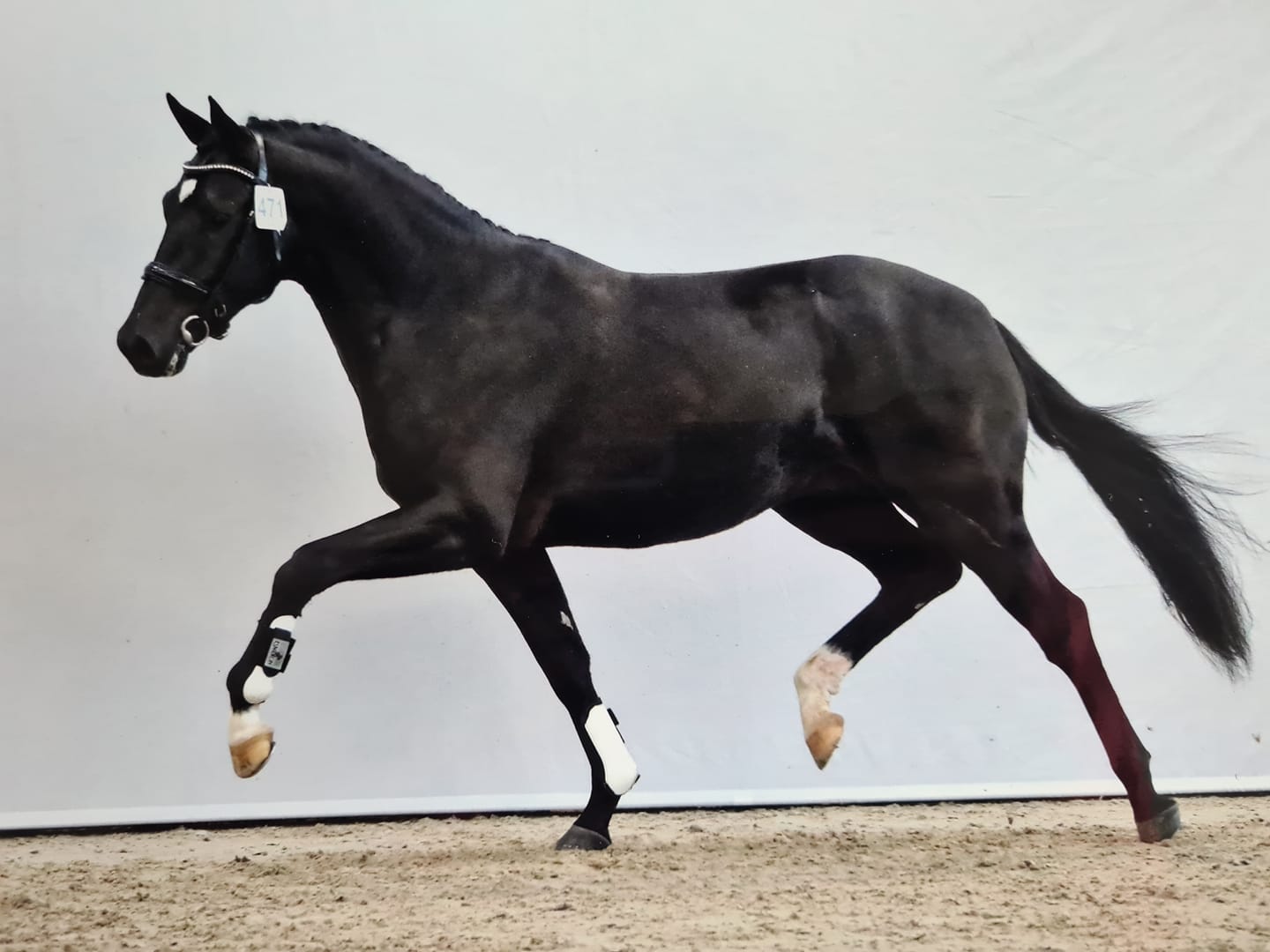 AES hengst Notonic, fokkerij advies en gastlessen welzijn en fokkerij door Equi Learning cursus fokkerij