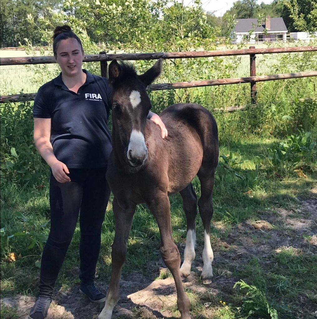 Lonneke het gezicht van Equi learning met haar eerste zelfgefokte veulen. Contact opnemen met Lonneke.