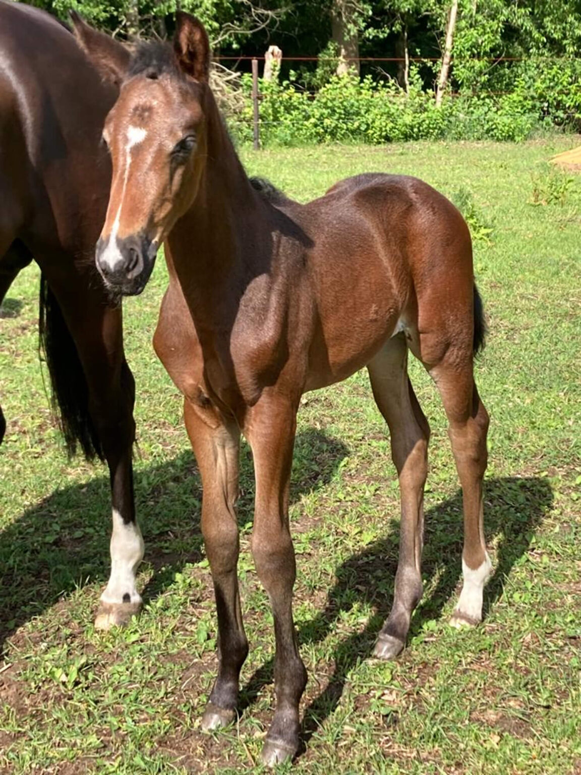Secret dream gefokt door Lonneke van Equi learning cursus fokkerij