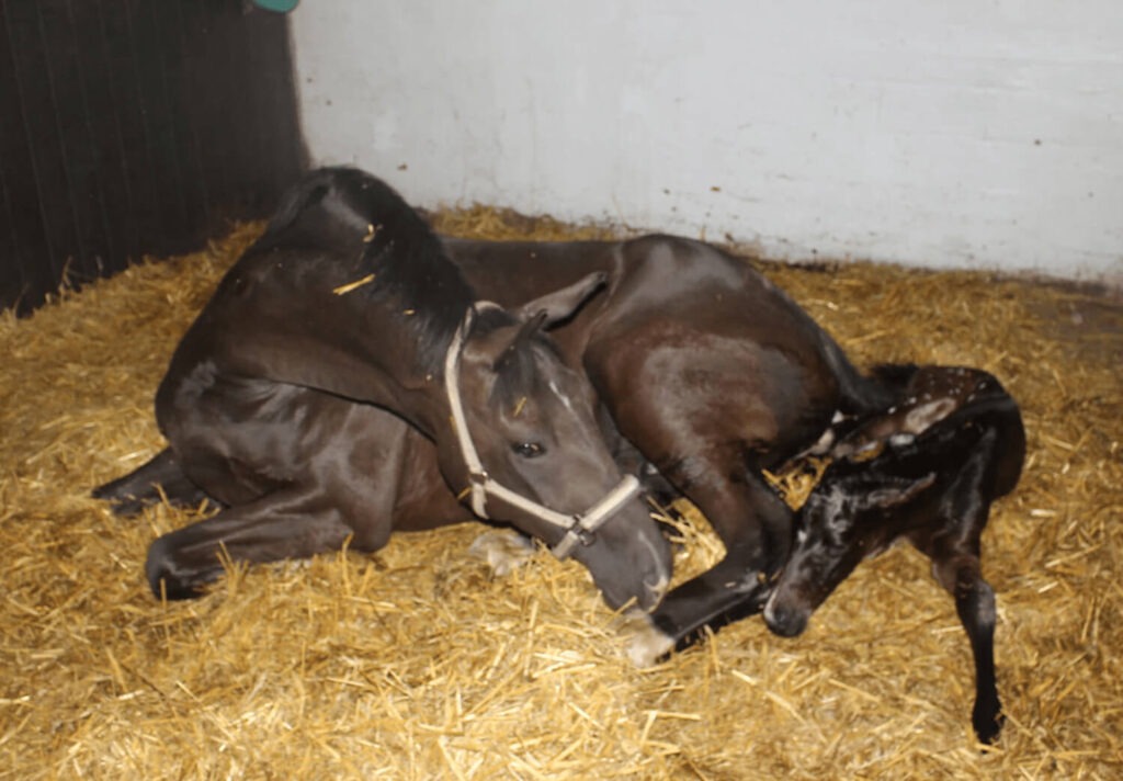 De eerste kennismaking tussen het pasgeboren veulen en de merrie gefokt door Lonneke van Equi learning cursus fokkerij