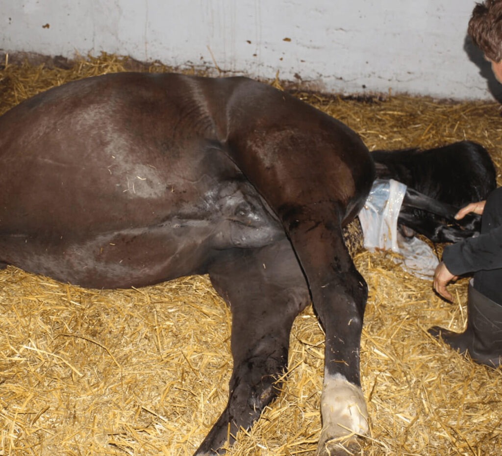 De geboorte van een veulen. De pootjesblaas komt als eerste cursus fokkerij