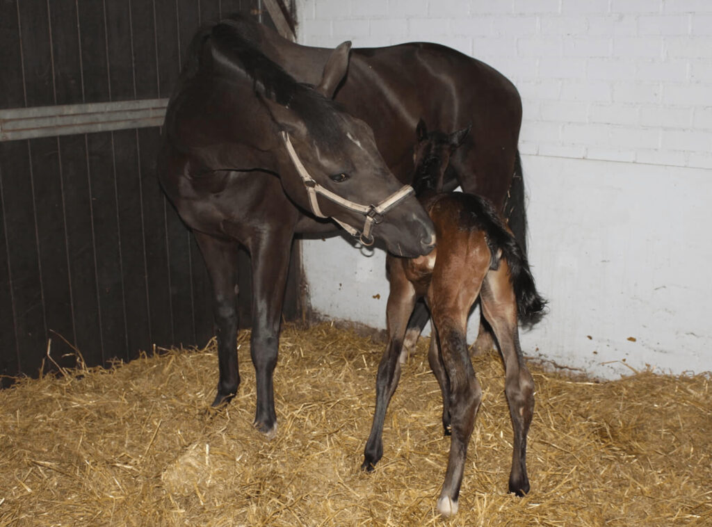 De merrie likt het pasgeboren veulen schoon na de geboorte cursus fokkerij