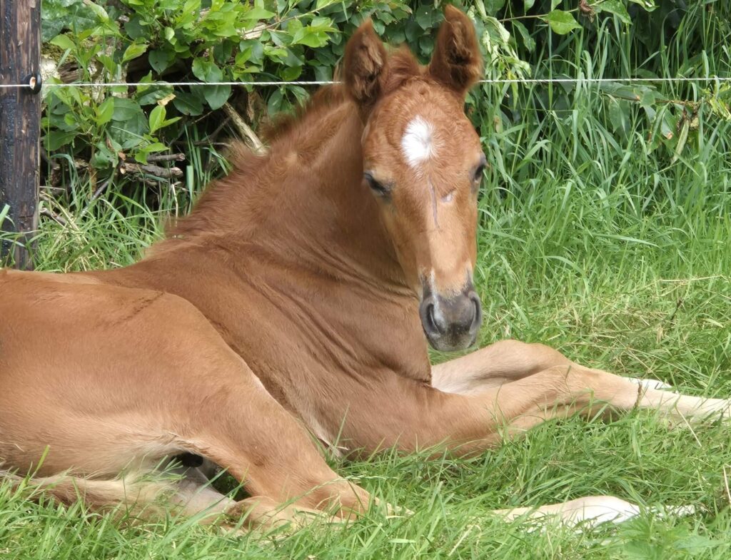 untouchable dream gefokt door lonneke berkvens van equi learning. 5 fouten vermijden beginnende fokker